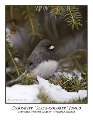 Slate-colored Junco-003