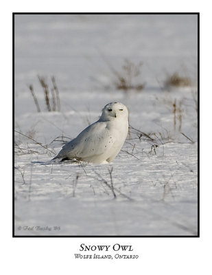 Snowy Owl-078