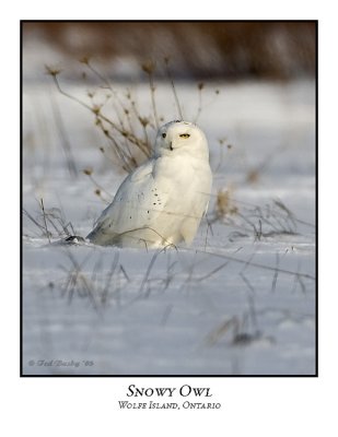 Snowy Owl-079