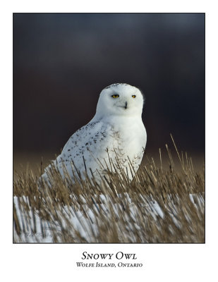 Snowy Owl-080