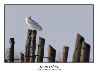 Snowy Owl-081