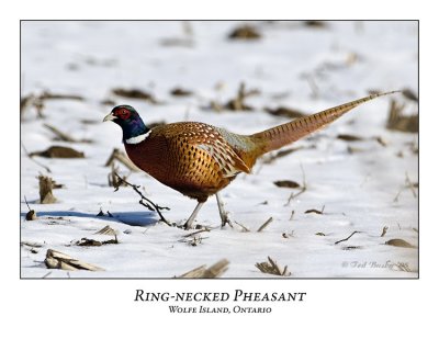 Ring-necked Pheasant-001