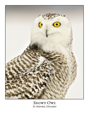 Snowy Owl-082