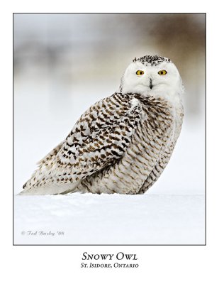 Snowy Owl-083