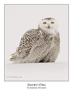 Snowy Owl-084