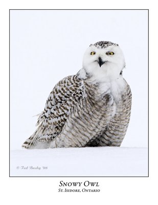 Snowy Owl-085