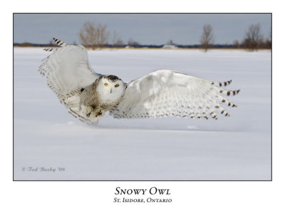 Snowy Owl-086