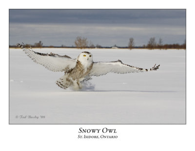 Snowy Owl-087