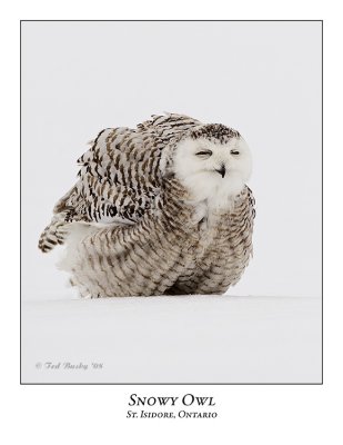 Snowy Owl-088