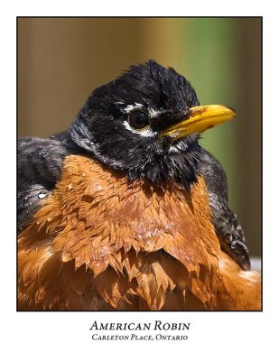 American Robin-006