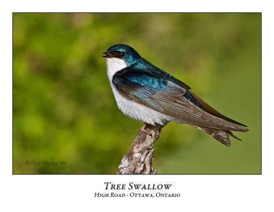 Tree Swallow-015
