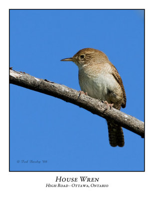 House Wren-003