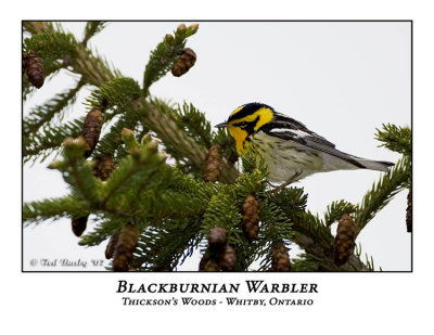 Blackburnian Warbler-002