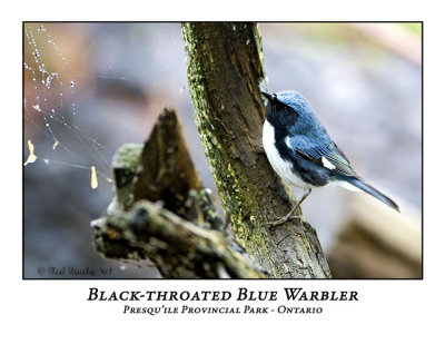 Black-throated Blue Warbler-001