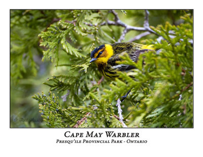 Cape May Warbler-004