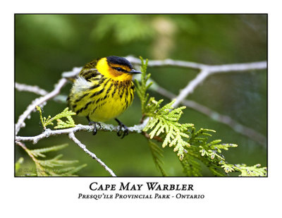Cape May Warbler-003