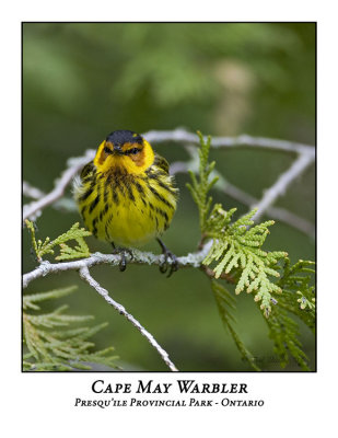 Cape May Warbler-002