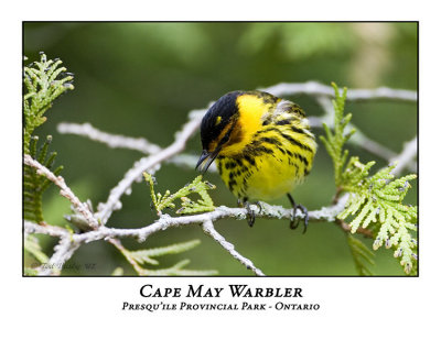 Cape May Warbler-001