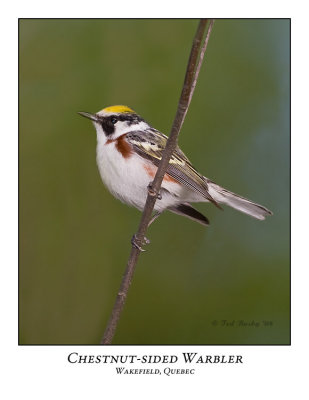 Chestnut-sided Warbler-002