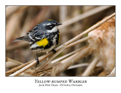 Yellow-rumped Warbler-001