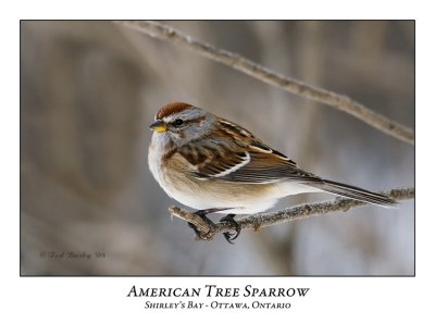 American Tree Sparrow-003