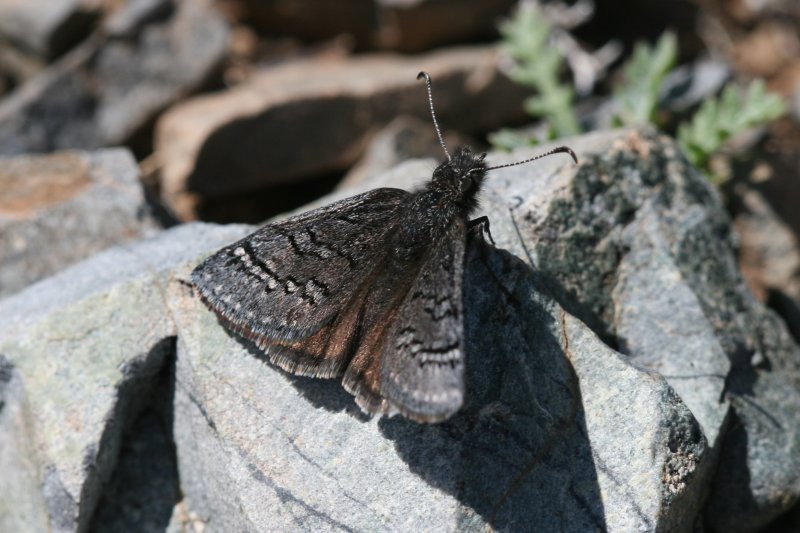 Sleepy Duskywing (Erynnis brizo brizo)