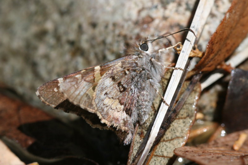 Short-tailed Skipper (Zestusa dorus)