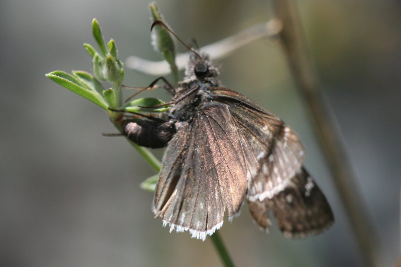 Pacuvius Duskywing (Erynnis pacuvius pacuvius)