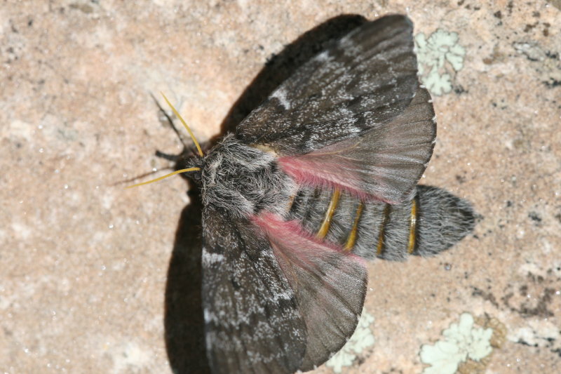 Doris Pinemoth (Coloradia doris) - female