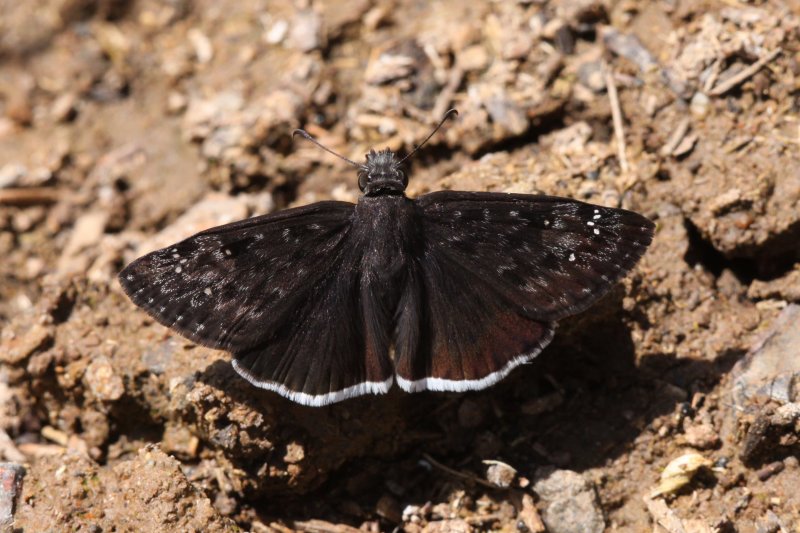 Mournful Duskywing (Erynnis tristis tatius)