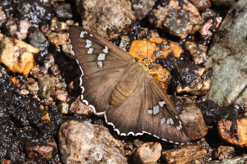 Arizona Araxes Skipper (Apyrrothrix araxes arizonae)