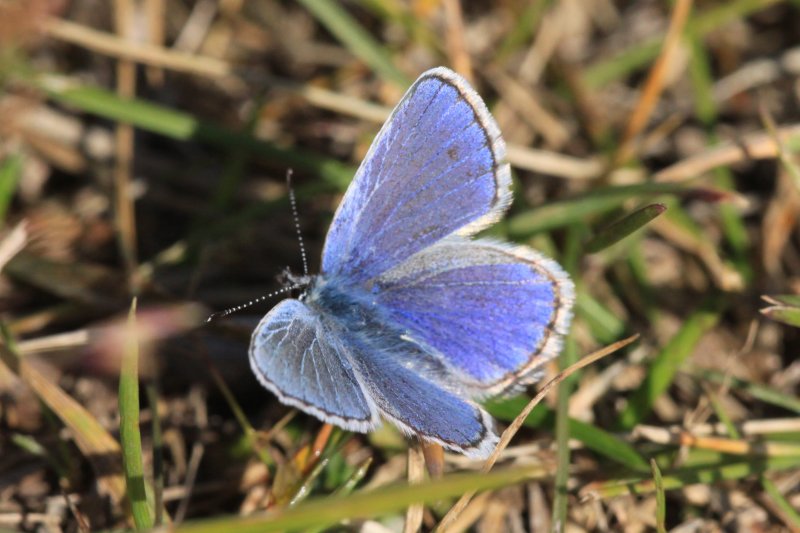 Northern Blue  (Plebejus idas alaskensis)