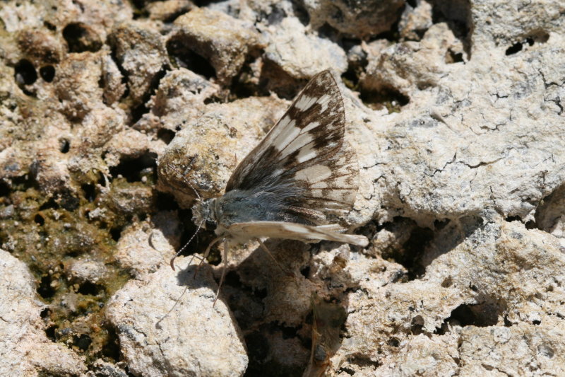 Northern White-Skipper  (Heliopetes ericetorum) - female