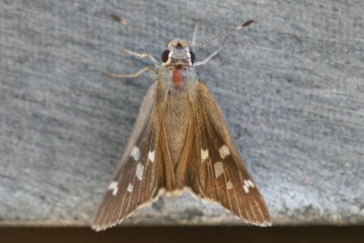 Sheep Skipper (Atrytonpsis edwardsii)