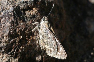 Bauer's Giant-Skipper (Agathymus baueri baueri)