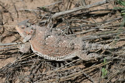 Greater Short-horned Lizard