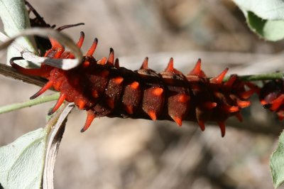 Pipevine Swallowtail (Battus philenor) - larva