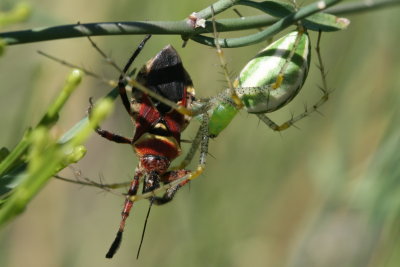 Assassin Bug gets his comeuppance
