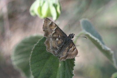 Arizona Powdered-Skipper (Systasea zampa)