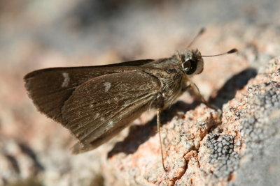 Violet-clouded Skipper (Lerodea arabus)