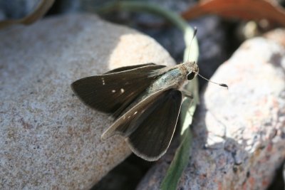 Eufala Skipper (Lerodea eufala eufala)