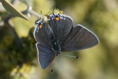 Gray Hairstreak (Strymon melinus franki)