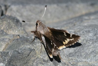 Yucca Giant-Skipper (Megathymus yuccae navajo)