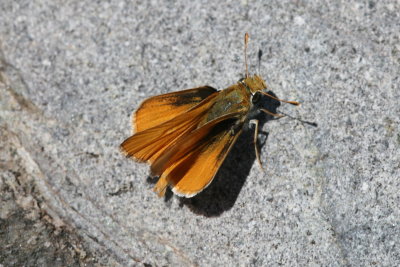 Orange Skipperling (Copaeodes aurantiaca)