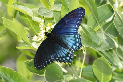 Red-Spotted Purple (Limenitis arthemis arizonensis)