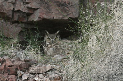 Great Horned Owl