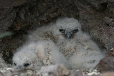 Great Horned Owlets