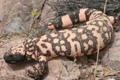 Banded Gila Monster (Heloderma suspectum cinctum)