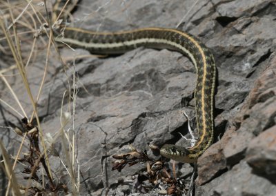 Black-necked Garter Snake