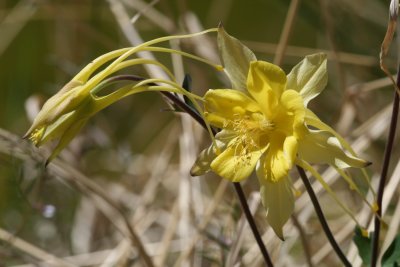 Golden Columbine